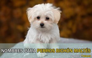 Nombres para Perros Bichón Maltés Opciones únicas y encantadoras