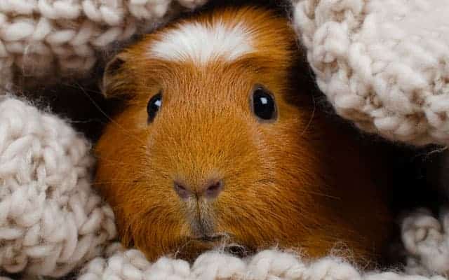 adorable conejillo de indias marron en su nido
