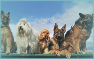 grupo de perros