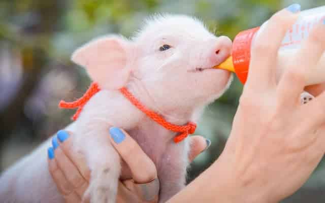 cerdito rosa bebe alimentado con un biberon