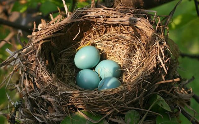 cuatro pequeños huevos azules dentro de un nido