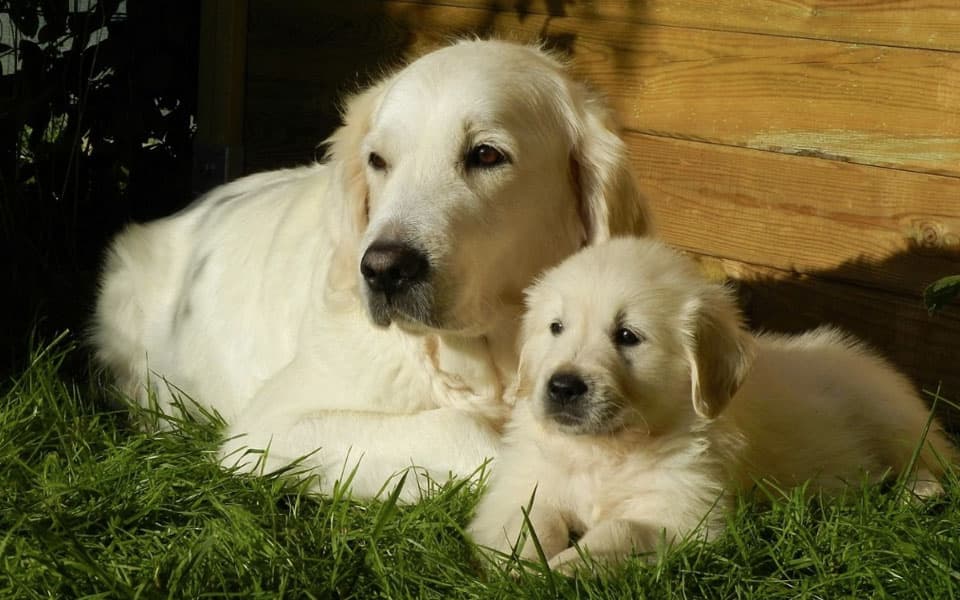 madre con cachorro golden retriever