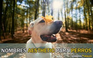 Nombres Aesthetic para Perros