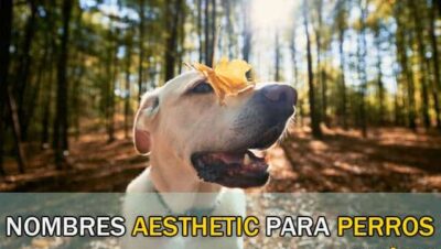 Nombres Aesthetic para Perros