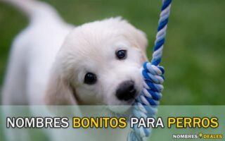 nombres bonitos para perros