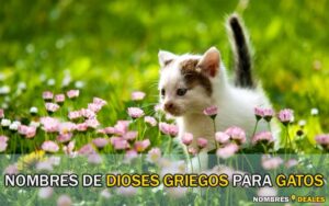 Nombres de Dioses Griegos para Gatos