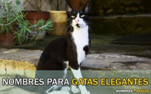 Nombres para Gatas Elegantes