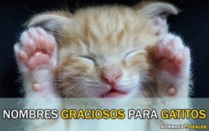 Nombres Graciosos para Gatitos
