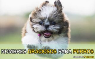 nombres graciosos para perros