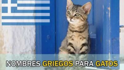 Nombres Griegos para Gatos