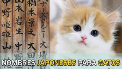 Nombres Japoneses para Gatos