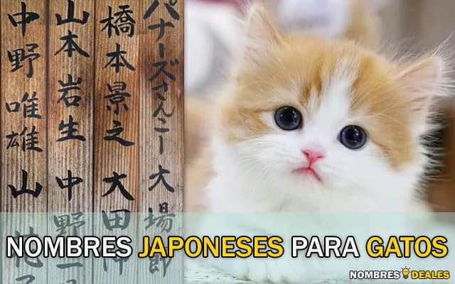 Nombres Japoneses para Gatos