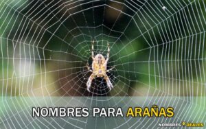 Nombres para Arañas