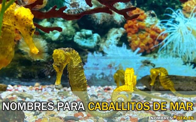 nombres para caballitos de mar