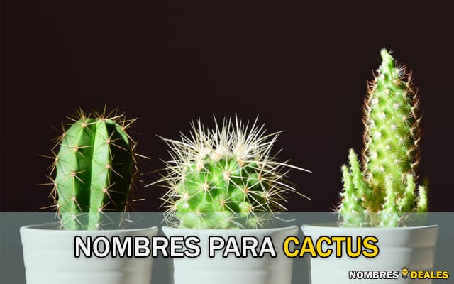 Nombres para Cactus