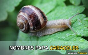 Nombres para Caracoles