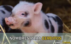 Nombres para Cerditos