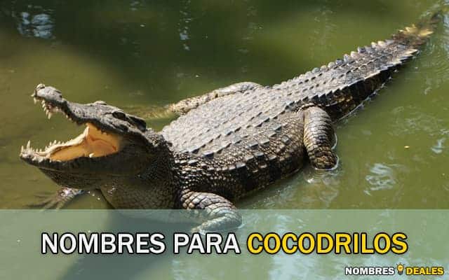 nombres para cocodrilos