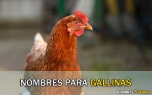 Nombres para Gallinas