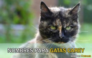 Nombres para Gatas Carey