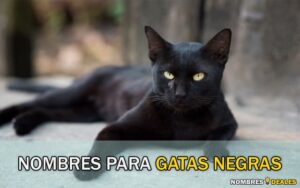 Nombres para Gatas Negras