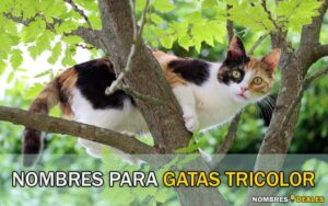 Nombres para Gatas Tricolor