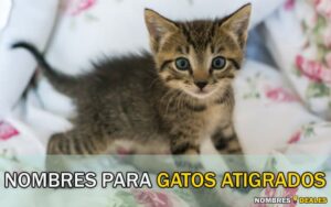 Nombres para Gatos Atigrados