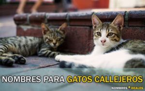 Nombres para Gatos Callejeros