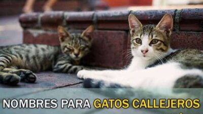 Nombres para Gatos Callejeros
