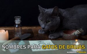 Nombres para Gatos de Brujas