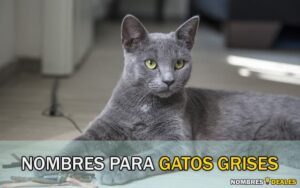 Nombres para Gatos Grises