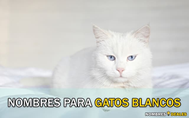 Nombres para Gatos Macho Blancos