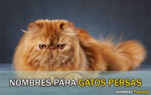 nombres para gatos persas