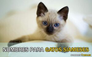 Nombres para Gatos Siameses