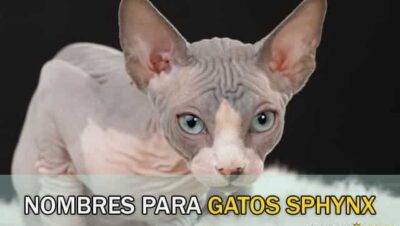 Nombres para Gatos Sphynx