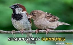 Nombres para Gorriones