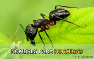 Nombres para Hormigas