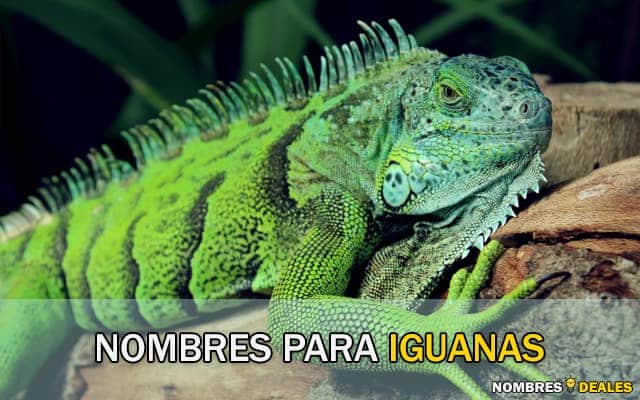 nombres para iguanas