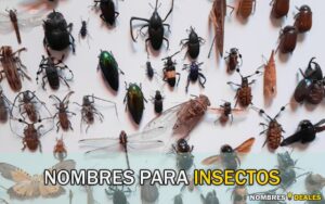 Nombres para Insectos