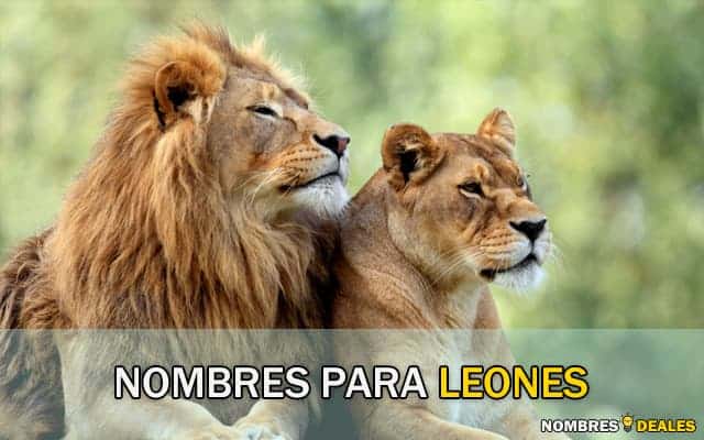 nombres para leones