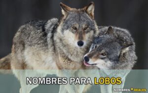 Nombres para Lobos