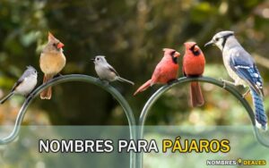 Nombres para Pájaros