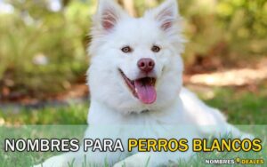 Nombres para Perros Blancos