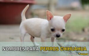 Nombres para Perros Chihuahua