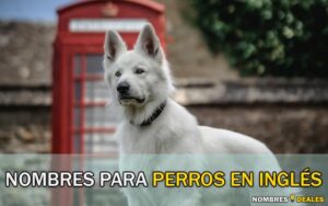 Nombres para Perros en Inglés