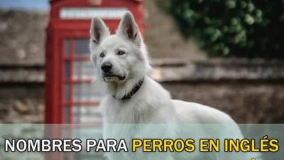 Nombres para Perros en Inglés