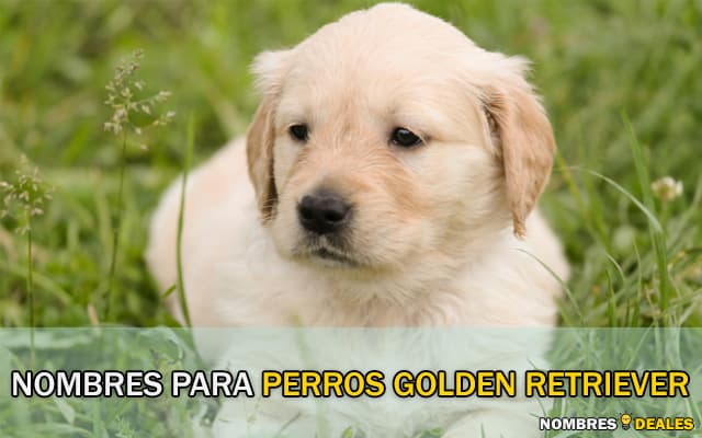 Nombres para Perros Golden Retriever