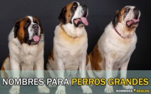Nombres para Perros Grandes