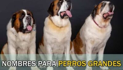 Nombres para Perros Grandes