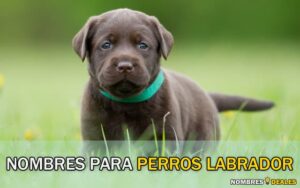 Nombres para Perros Labrador